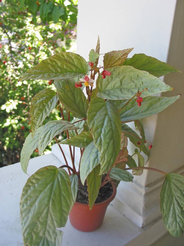 B. hatacoa ‘Silver’